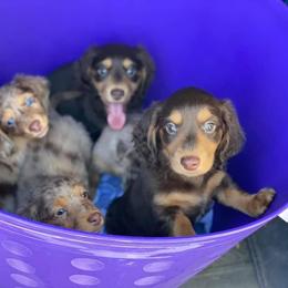 Dachshund Puppies from ForeversEdge Doxies