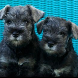 Miniature Schnauzers from Tivoli Miniature Schnauzers