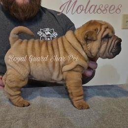 Molasses - Red female Chinese Shar-Pei puppy in Columbus, Indiana from Royal Guard Shar Pei