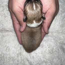 Companion Cross Puppies from Chilipoms