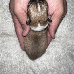 Companion Cross Puppies from Chilipoms