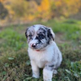 BMM2 - red collar - Blue merle male Miniature Australian Shepherd puppy in Stuart, Virginia from Apple Tree Mini Aussies