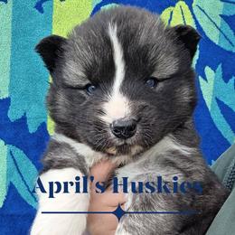 Dark blue boy - Agouti and white male Siberian Husky puppy in Terre Haute, Indiana from April's Huskies