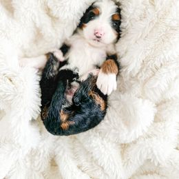 Aussiedoodle and Bernedoodle Puppies from Spring Mountain Doodles