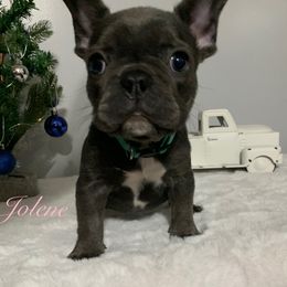 French Bulldog Puppies from Gotts Frenchies