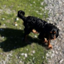 Maverick - Cavalier King Charles Spaniel
