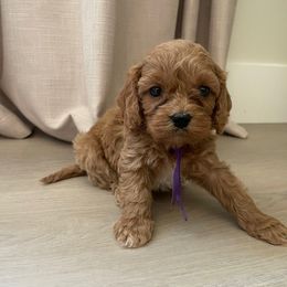 Luna - purple - Blenheim female Cavapoo puppy in Ferndale, Washington from Cavakennels.pnw