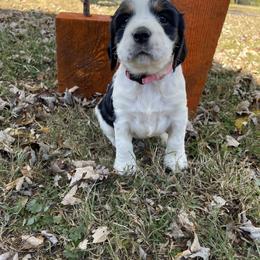 English Springer Spaniel Puppies from Cedar Ridge Kennels