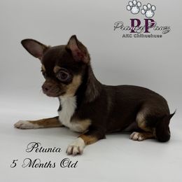 AKC Petunia - Chocolate and tan female Chihuahua puppy in Columbus, Nebraska from Prancy Pawz