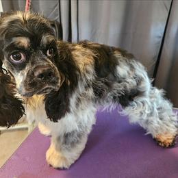 Lainey - Blue roan and tan female Cocker Spaniel puppy in New Riegel, Ohio from Riegelz Cockers