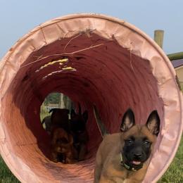 Belgian Malinois and German Shepherd Puppies from Madhouse’s Belgian Malinois and German Shepherds