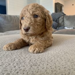 Goldendoodle and Labradoodle Puppies from Jessica Henry