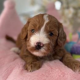Fancy - Red  female Goldendoodle puppy in Yuciapa, California from AlltheDoodlez_