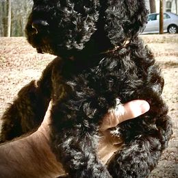 Boy # 2 brown collar - Black Poodle puppy in Salisbury, North Carolina from Majestic’s Poodles
