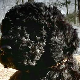Boy # 2 brown collar - Black Poodle puppy in Salisbury, North Carolina from Majestic’s Poodles