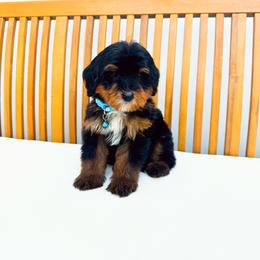 Black Panther - Phantom male Bernedoodle puppy in Diamond Bar, California from Furrytaildoodles