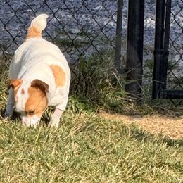 Breeze - Jack Russell Terrier