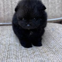 Soy - Black female Pomeranian puppy in Canandaigua, New York from Fingerlakes Pomeranians