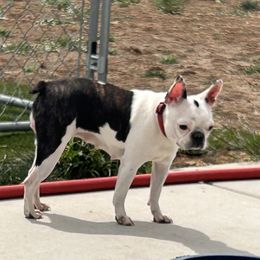 Maggie - Boston Terrier