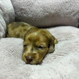 Pecan - Dapple female Dachshund puppy in Sterling, Colorado from Country Chics Doxies
