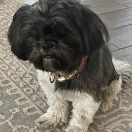 Shih Tzus from P and J Farms