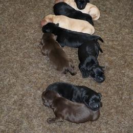 Crinkle - Black female Labrador Retriever puppy in Camden, Indiana from Camden's Caring Canines