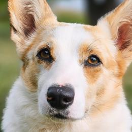 American Corgis and Pembroke Welsh Corgis from America's Red White and Bluie Corgis