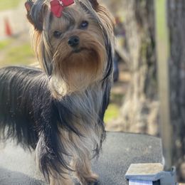 Yorkshire Terrier Puppies from Dearinger San Diego Yorkies