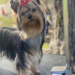 Yorkshire Terrier Puppies from Dearinger San Diego Yorkies