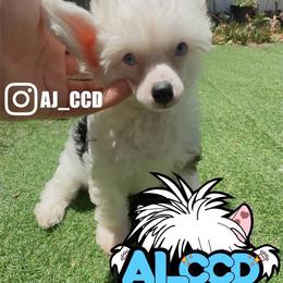 Chinese Crested Puppies from Flowerccd