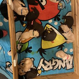 Dilute Retriever and Labrador Retriever Puppies from Moran’s Lab’s