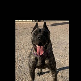 Ruth formerly Pan - Tiger female Perro de Presa Canario puppy in El Paso, Texas from Mesquite Creek Kennels