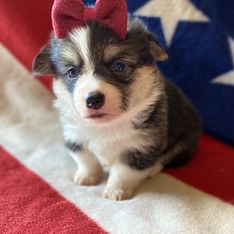 Pembroke Welsh Corgi Puppies from Cactus Corgis