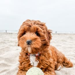 Goldendoodles from Henry Elliots