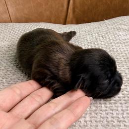 Girl 1 - Chocolate female Shih Tzu puppy in Groveland, Florida from Jenny's Shih Tzus