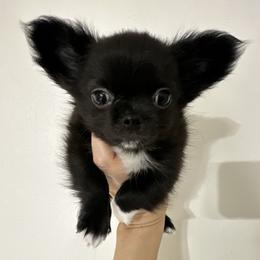 Chase - Black male Chihuahua puppy in El Sobrante, California from Dolce Coco Chihuahuas