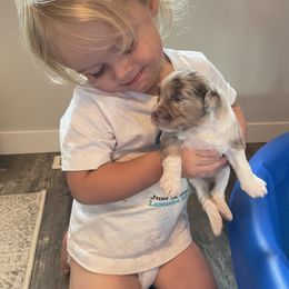 Miniature Australian Shepherd Puppies from Mini Pups of Poppleton