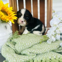 Gouda - Tri-color male Cavalier King Charles Spaniel puppy in Bellevue, Michigan from Phoenix Farm
