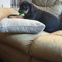 White girl - Black and mahogany female Rottweiler puppy in Colorado Springs, Colorado from Von Locher Rotties