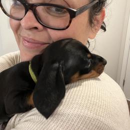 Dachshund Puppies from Phillian Family Mini Dachshunds