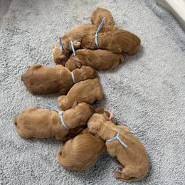 6th pick boy - Dark golden male Golden Retriever puppy in Petaluma, California from Contango Goldens