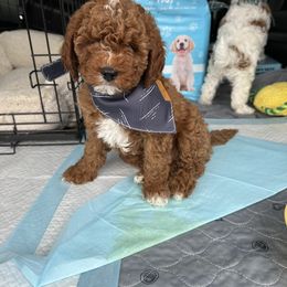 Cavapoo Puppies from Gingers Cavapoo’s