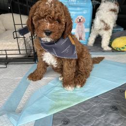 Cavapoo Puppies from Gingers Cavapoo’s