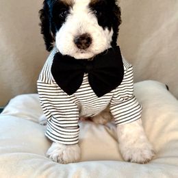 Blue - Tri-color male Bernedoodle puppy in Curtice, Ohio from The Pink Doghouse