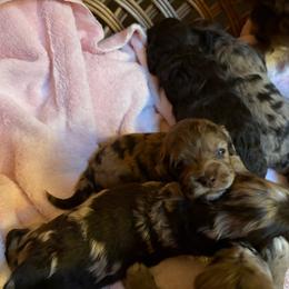 Jamaica - Merle female Cockapoo puppy in Lillington, North Carolina from Peace, Love, and Puppies at the Creek