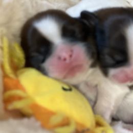 Boy 1 - Red and white male Shih Tzu puppy in Paso Robles, California from Encanto Shih Tzus by Darlene Madrigal