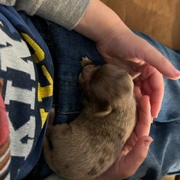 Chihuahua Puppies from Hawk's Eye Homestead