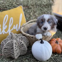 Australian Shepherd Puppies from Zermeno Ranch