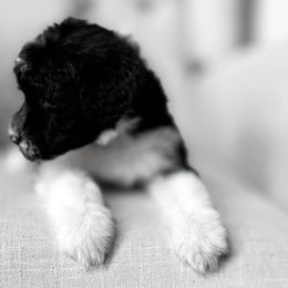 Pica - Black and white Portuguese Water Dog puppy in Mount Vernon, Ohio from Portie Club PWD's
