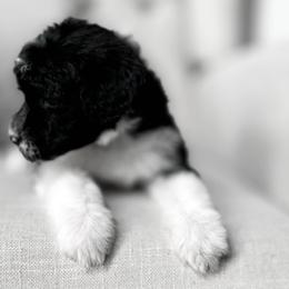 Pica - Black and white Portuguese Water Dog puppy in Mount Vernon, Ohio from Portie Club PWD's